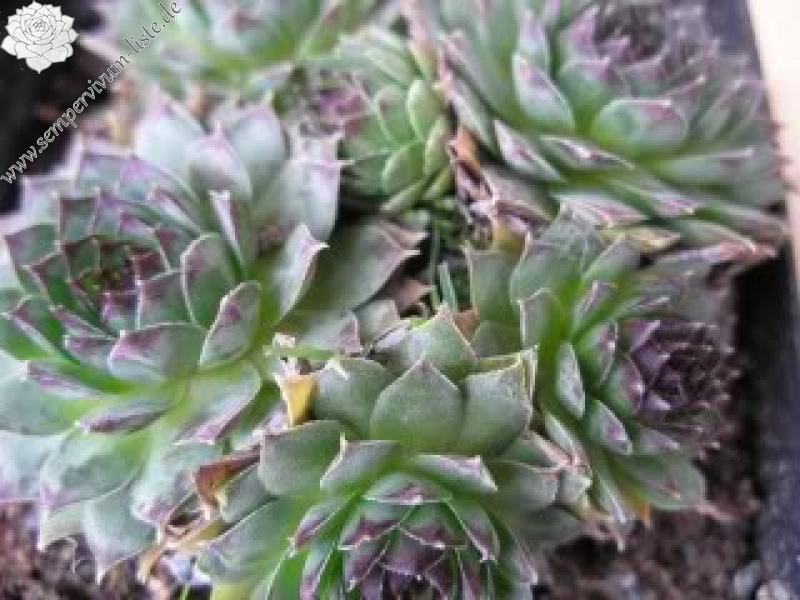 tectorum var. tectorum (boutignyanum) from Roc