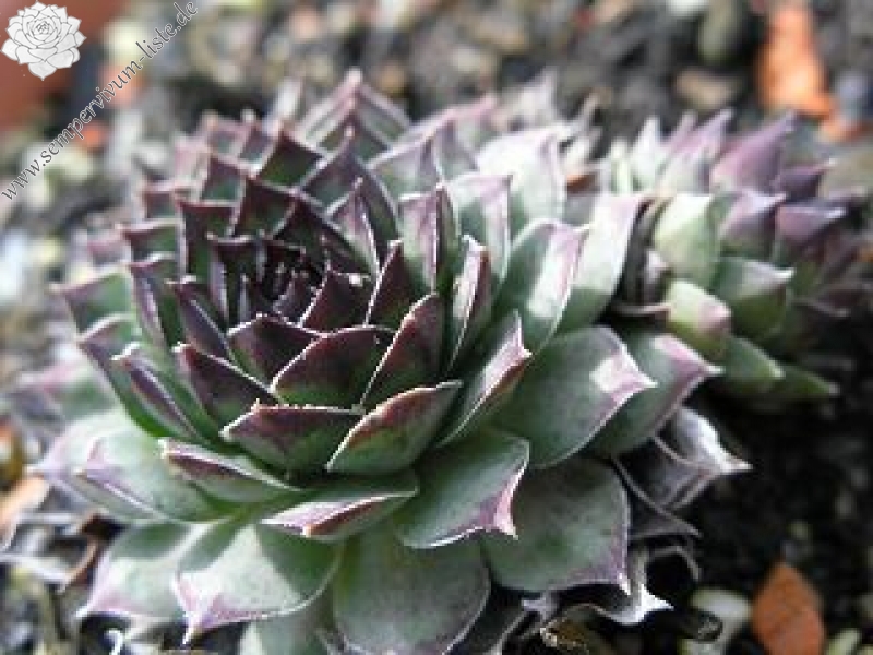 tectorum var. tectorum (boutignyanum) from Roc