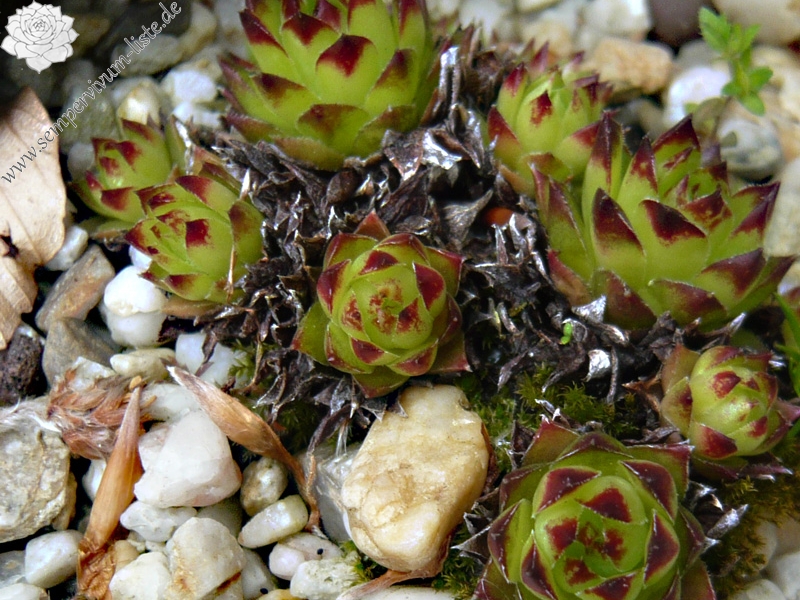 tectorum var. tectorum (boutignyanum) from Route de Tuixén