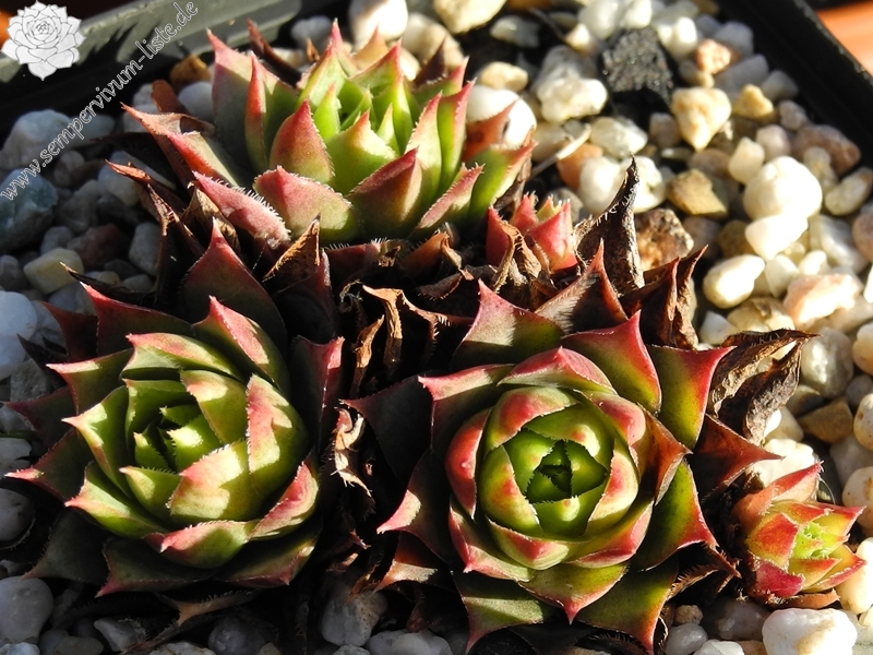 tectorum var. tectorum (cantalicum)