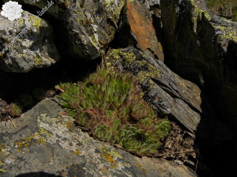 marmoreum ssp. reginae-amaliae (macedonicum) from Stogovo planina