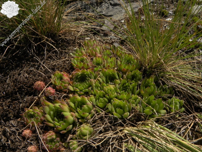 marmoreum ssp. reginae-amaliae (macedonicum) from Stogovo planina