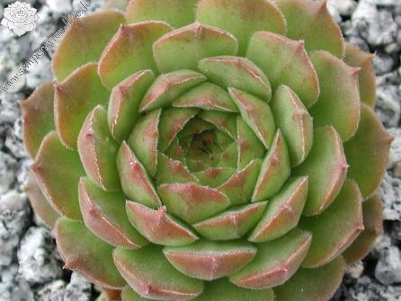 transcaucasicum (cf.) from Mt. Gwirgwina (PH1103)