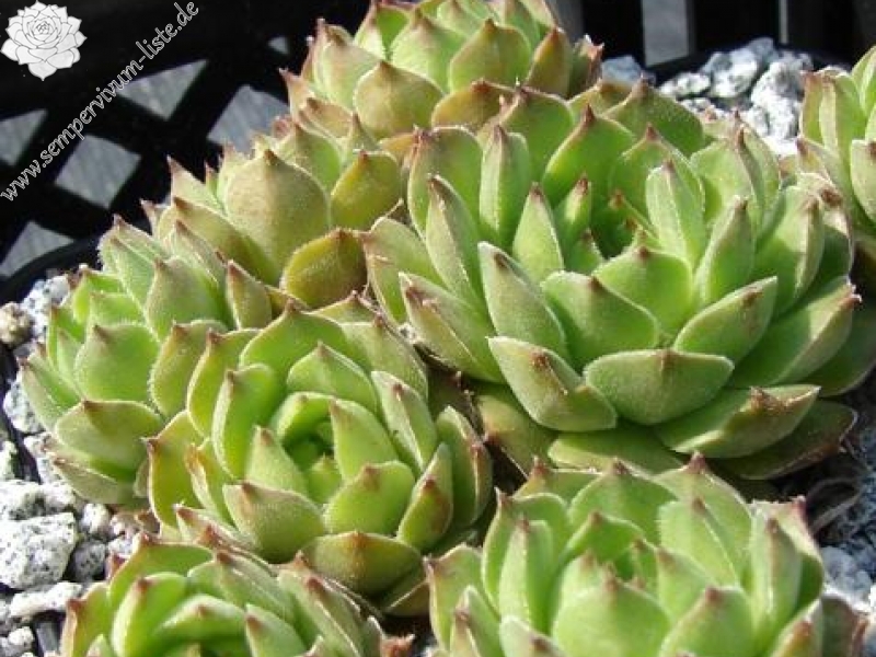 transcaucasicum (cf.) from Mt. Gwirgwina (PH1103)