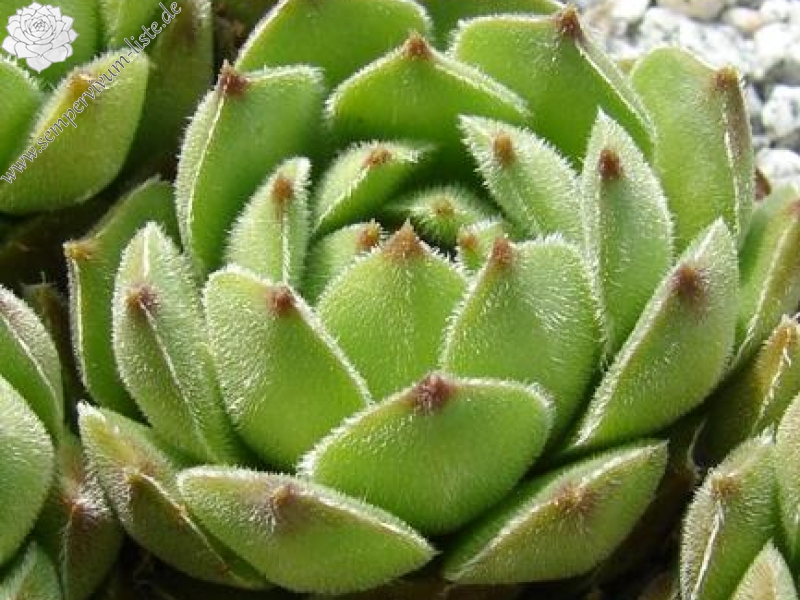transcaucasicum (cf.) from Mt. Gwirgwina (PH979)