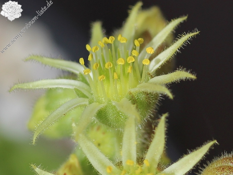 transcaucasicum from Amberd