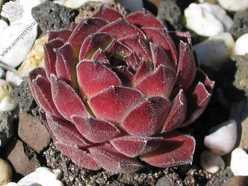 transcaucasicum from Borjomi on road to Bakuriani
