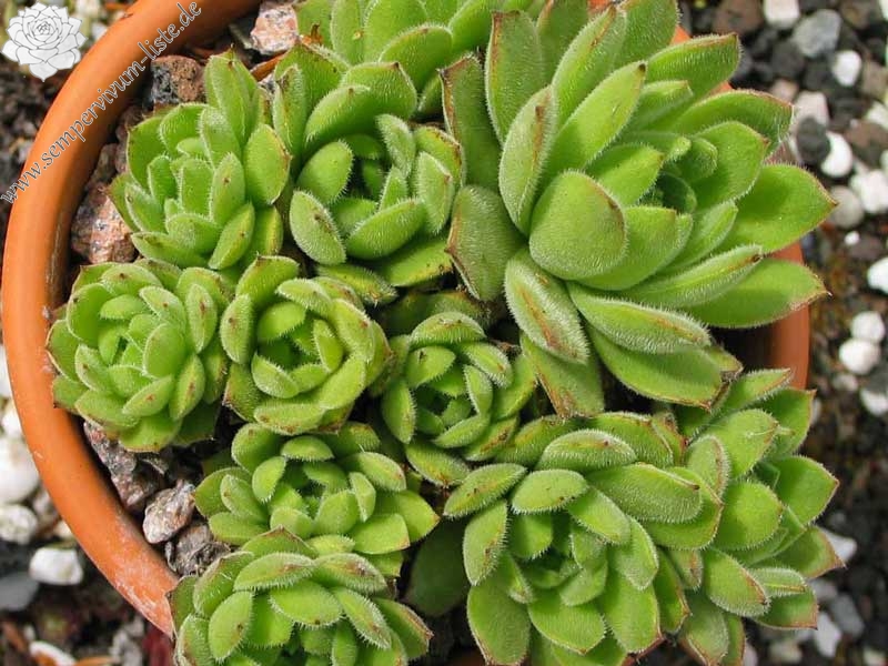 transcaucasicum from Amberd