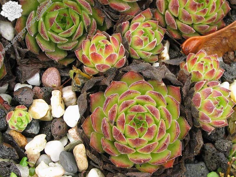 transcaucasicum from Sewansee