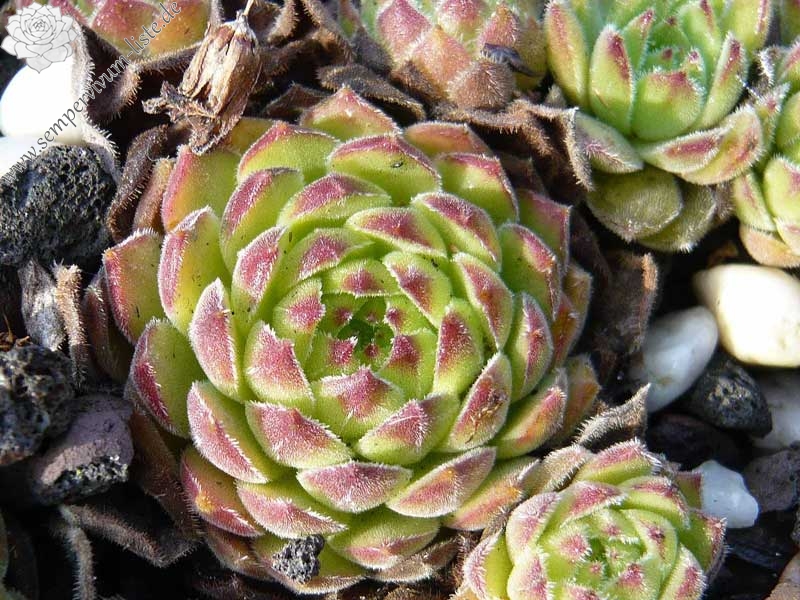 transcaucasicum from Sewansee