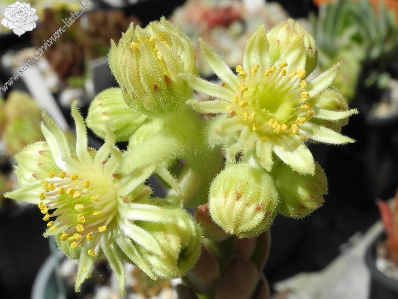 transcaucasicum (cf.) from Mt. Gwirgwina (PH1103)
