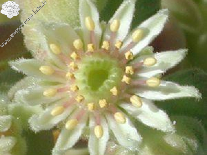 transcaucasicum from Tbilisi (Typ PH904)