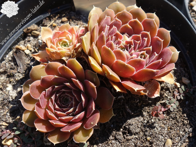 Korspelse Tiffenn / Jovi