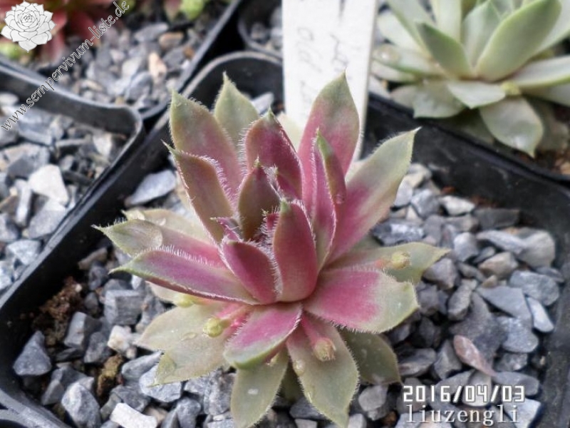 Lavender and Old Lace