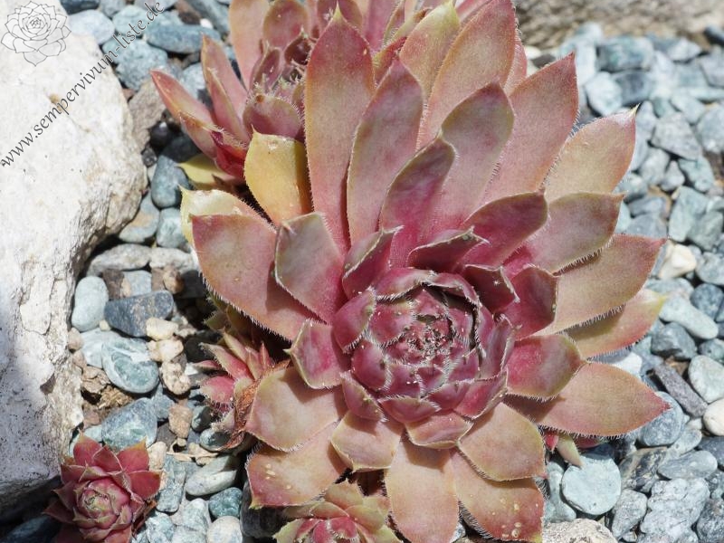 Lavender and Old Lace