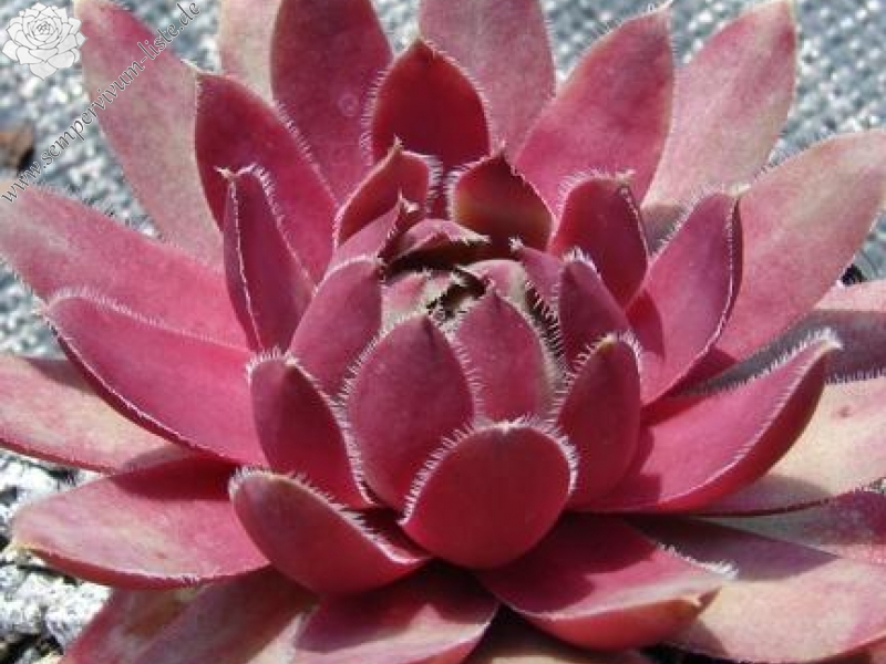 Lavender and Old Lace