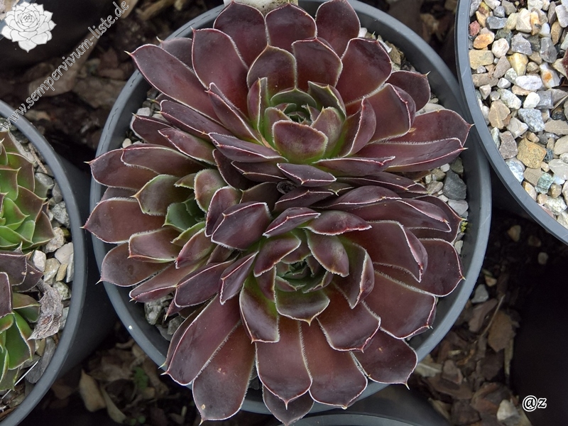 Korspelse Oladie / Jovi