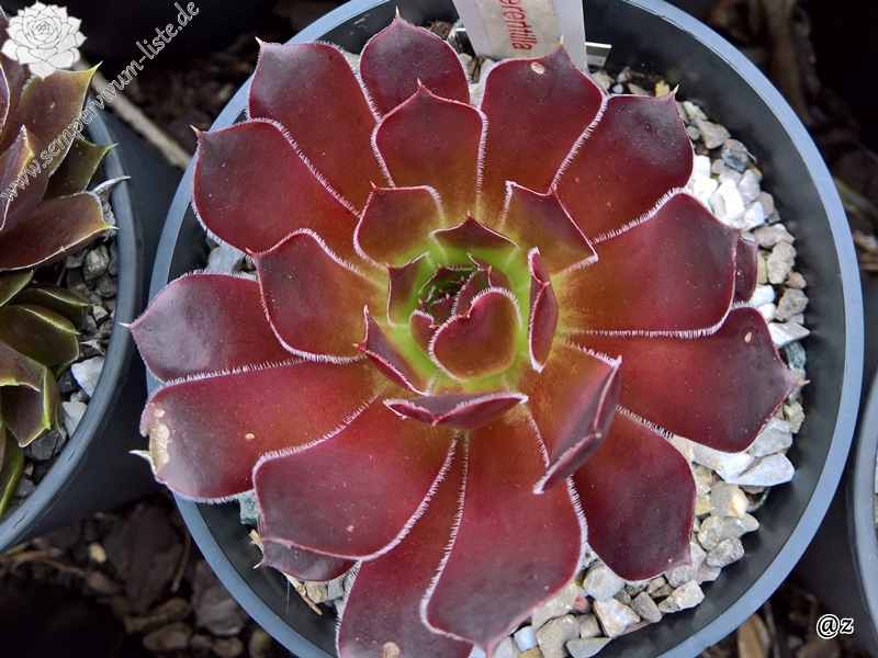 Korspelse Terentilla / Jovi