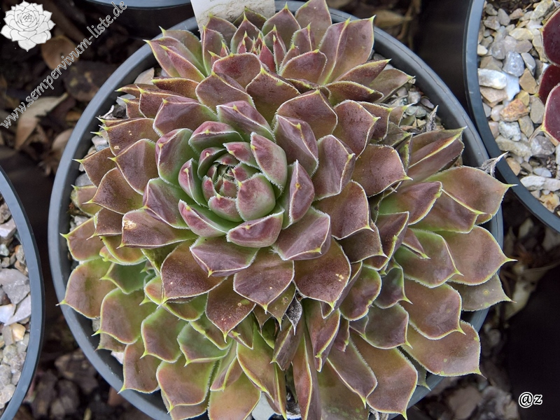 Korspelse Vixey / Jovi