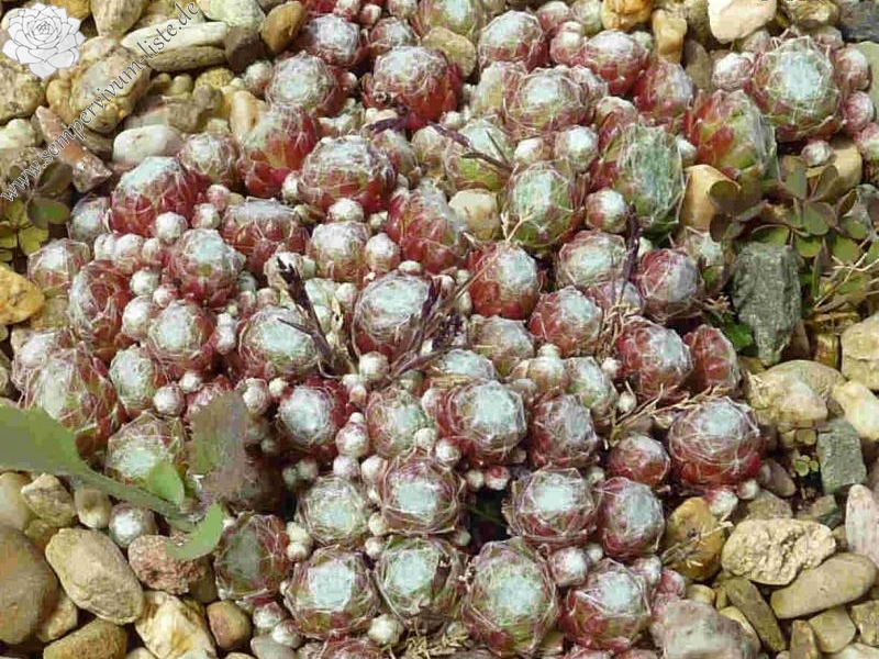 Korspelse Zilver Sterre