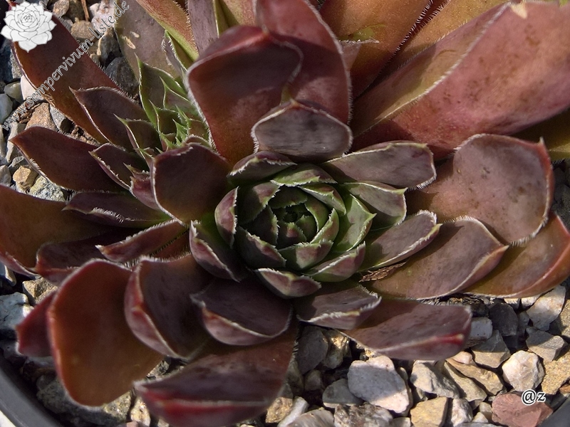 Korspelse Oladie / Jovi