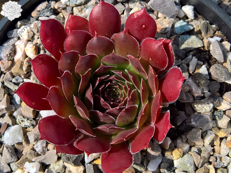 Korspelse Terentilla / Jovi