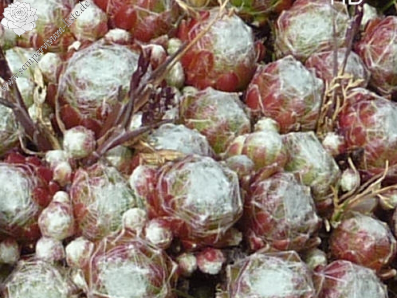 Korspelse Zilver Sterre