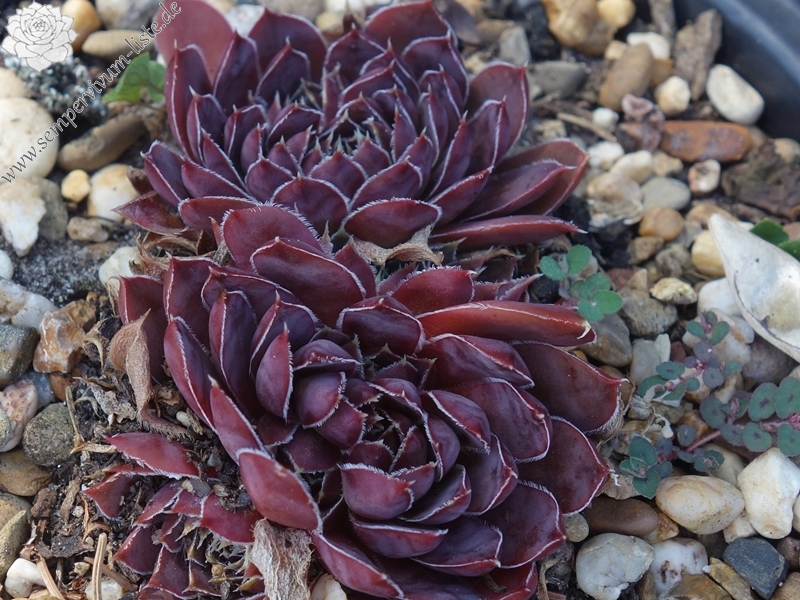 Korspelse Oladie / Jovi