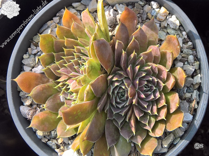 Korspelse Vixey / Jovi