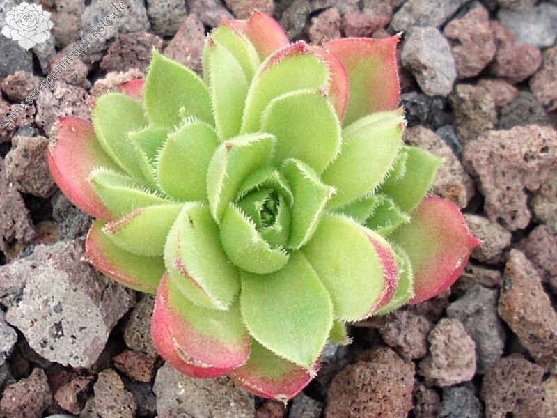 Jade