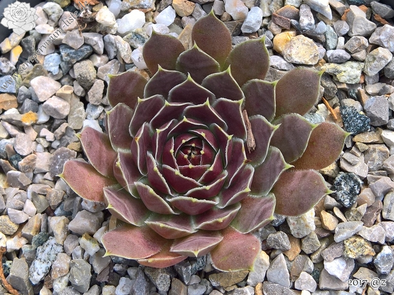 Korspelse Vixey / Jovi