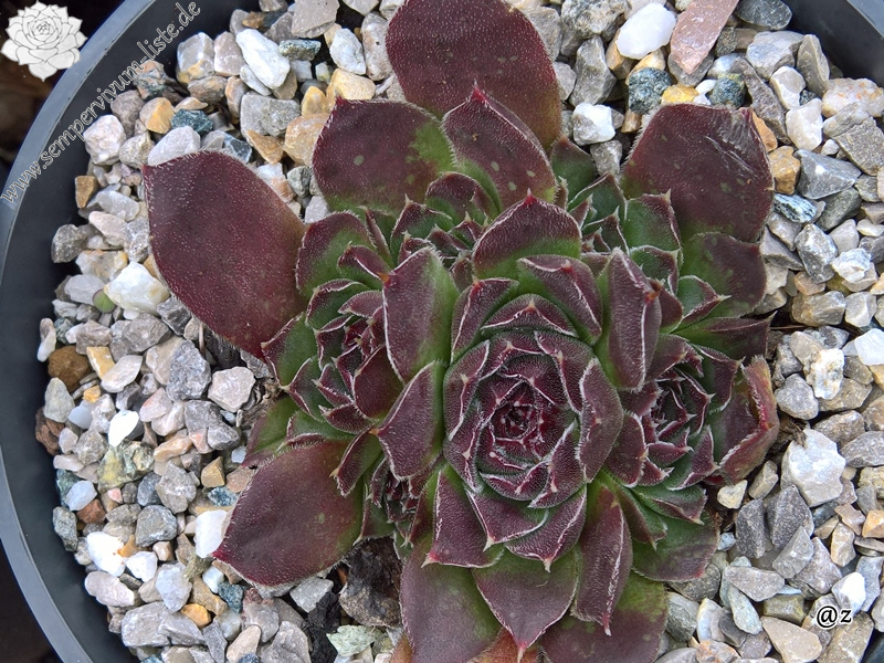 Korspelse Logestilla / Jovi