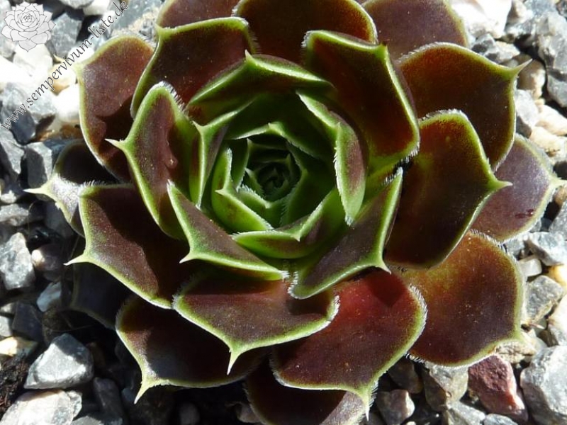 Korspel Purple / Jovi