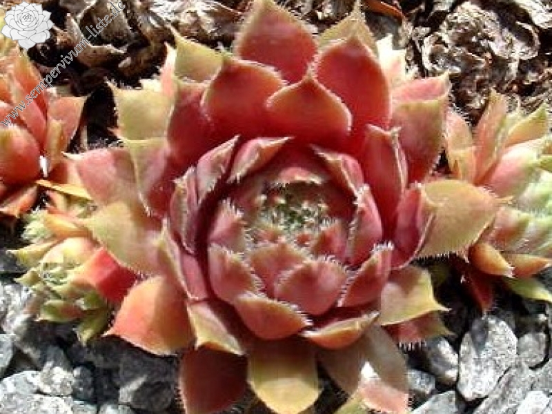 Lavender and Old Lace