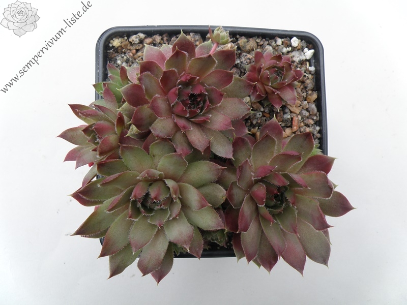 Lavender and Old Lace