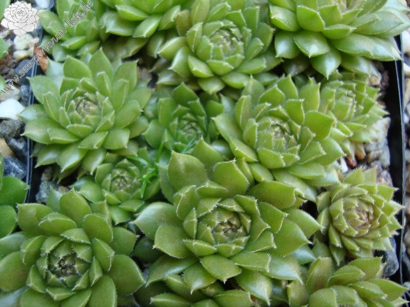 Little Miss Sunshine