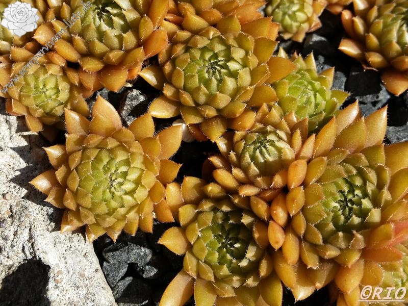 Little Miss Sunshine