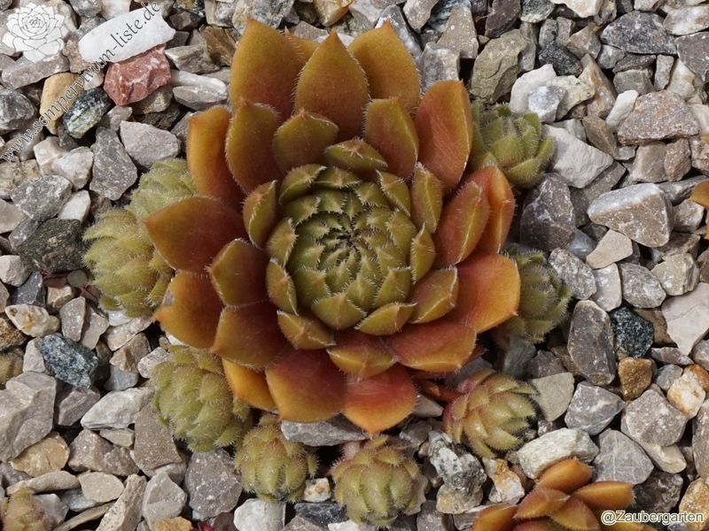 Little Miss Sunshine