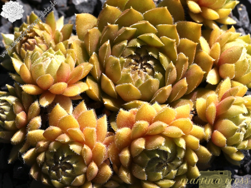 Little Miss Sunshine