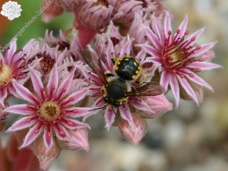 Little Miss Sunshine