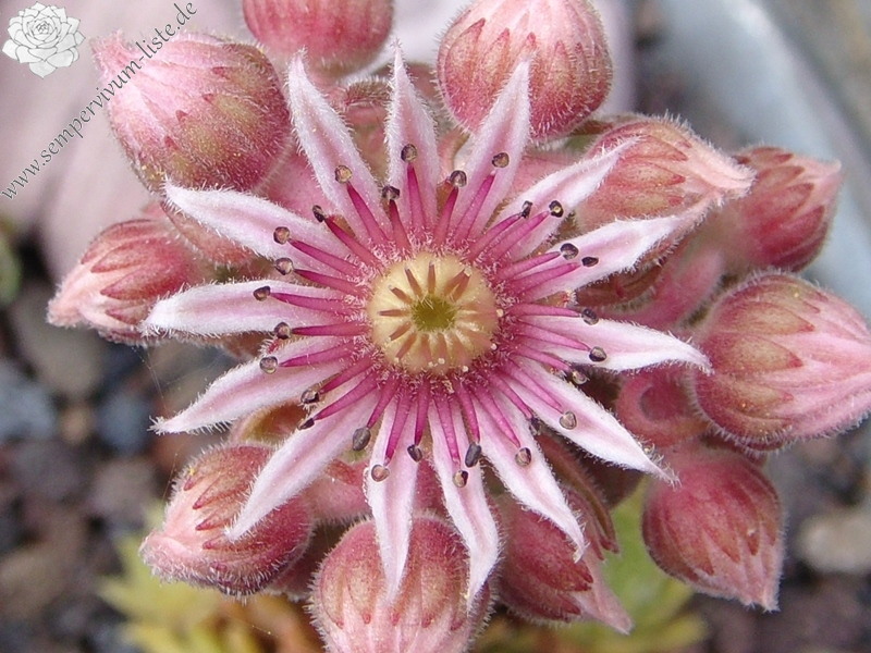 Little Miss Sunshine