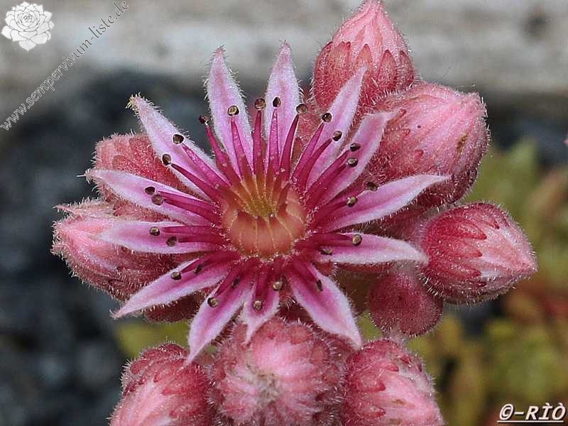 Little Miss Sunshine