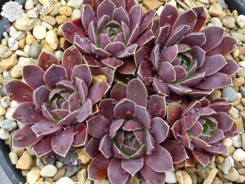 Korspel Candy Appel / Jovi