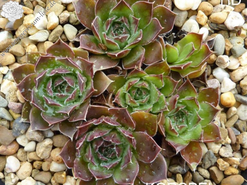 Korspel Wine Cup / Jovi