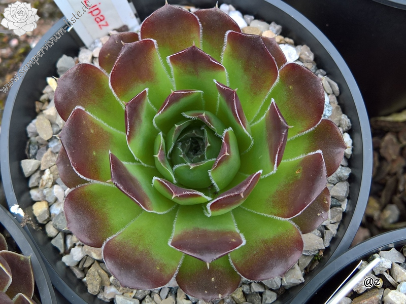 Korspelse Lipaz / Jovi