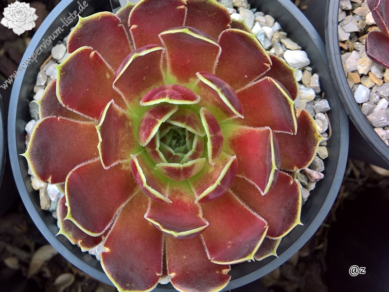 Korspelse Veerle / Jovi