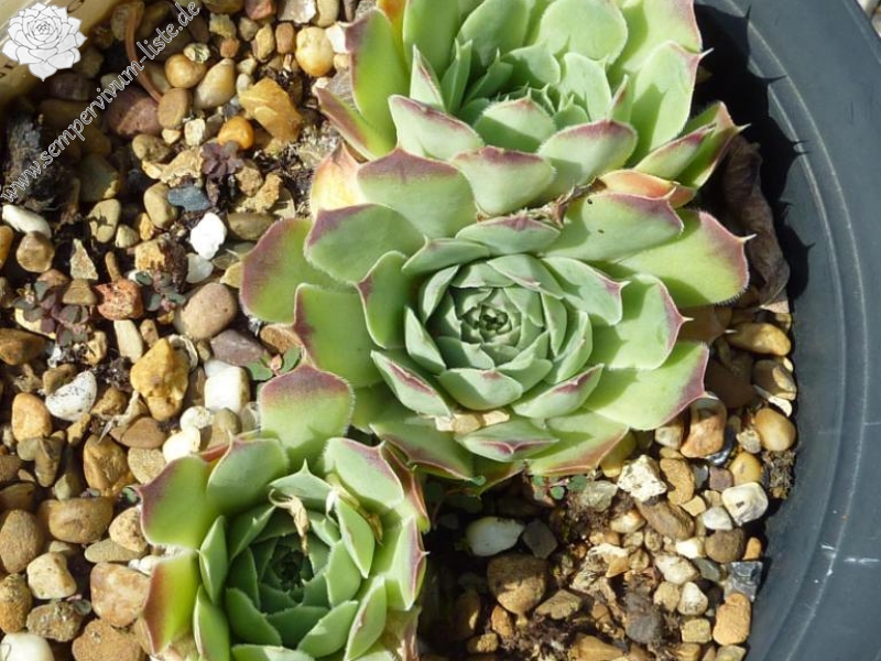 Lavendel Gris / Jovi