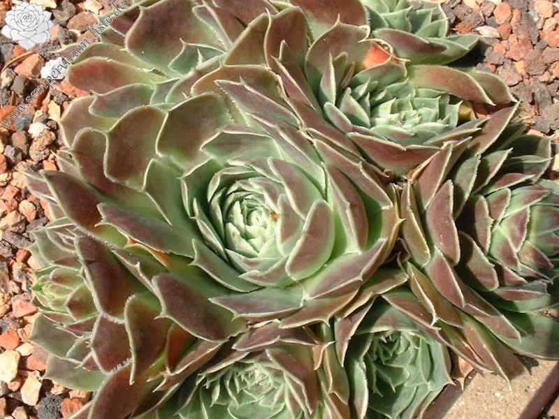 Lisa Schwaldt / Jovi