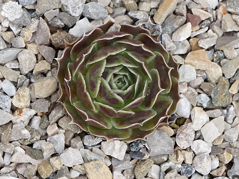 Lisa Schwaldt / Jovi