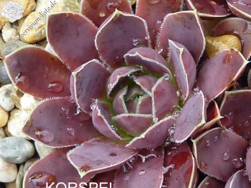 Korspel Candy Appel / Jovi